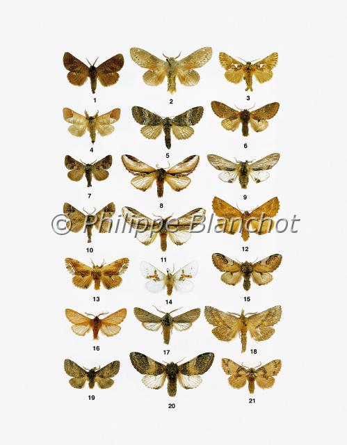 papillons 04.JPG - in "Le Guide Entomologique"Patrice Leraut et Philippe BlanchotEds Delachaux & Niestlé 2003Lépidoptères1 Clostera anastomosis (Linné), La Hausse-queue grise, Notodontidae2 Stauropus fagi (Linné), L’Écureuil, Notodontidae3 Spatalia argentina (Denis & Schiffermüller), L’Argentine, Notodontidae4 Clostera curtula (Linné), Le Courtaud, Notodontidae5 Drymonia ruficornis (Hufnagel), Le Demi-lune noire, Notodontidae6 Notodonta dromedarius (Linné), Le Chameau, Notodontidae7 Clostera pigra (Hufnagel), La Recluse, Notodontidae8 Pheosia gnoma (Fabricius), Le Bombyx dyctéoïde, Notodontidae9 Harpyia milhauseri (Fabricius), Le Dragon, Notodontidae10 Clostera anachoreta (Denis & Schiffermüller), L’Anachorète, Notodontidae11 Pheosia tremula (Clerck), La Porcelaine, Notodontidae12 Ptilodon capucina (Linné), La Crête-de-coq, Notodontidae13 Ptilodontella cucullina (Denis & Schiffermüller), Le Capuchon, Notodontidae14 Leucodonta bicoloria (Denis & Schiffermüller), Le Bicolore, Notodontidae15 Notodonta ziczac (Linné), Le Bois-veiné, Notodontidae16 Ptilophora plumigera (Denis & Schiffermüller), Le Plumet, Notodontidae17 Dicranura ulmi (Denis & Schiffermüller), La Noctuelle de l’orme, Notodontidae18 Pterostoma palpina (Clerck), Le Museau, Notodontidae19 Gluphisia crenata (Esper), La Crénelée, Notodontidae20 Notodonta tritophus (Denis & Schiffermüller), Le Dromadaire, Notodontidae21 Drymonia velitaris (Hufnagel), La Voile, Notodontidae